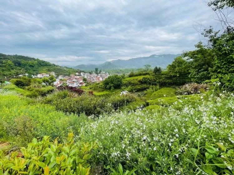 茶叶盒包装批发市场_茶叶批发盒定制包装设计_茶叶包装盒批发定制
