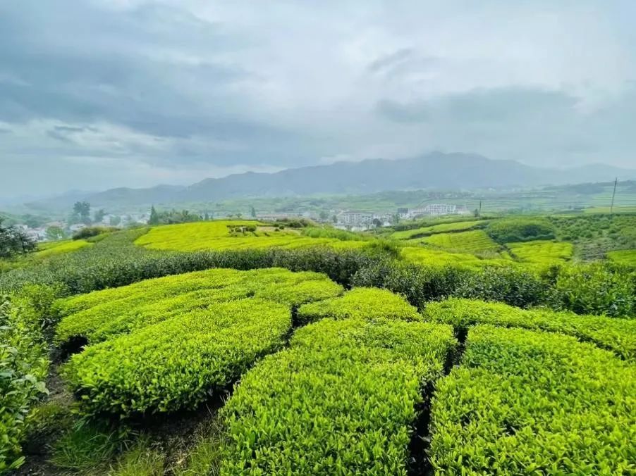 茶叶盒包装批发市场_茶叶包装盒批发定制_茶叶批发盒定制包装设计